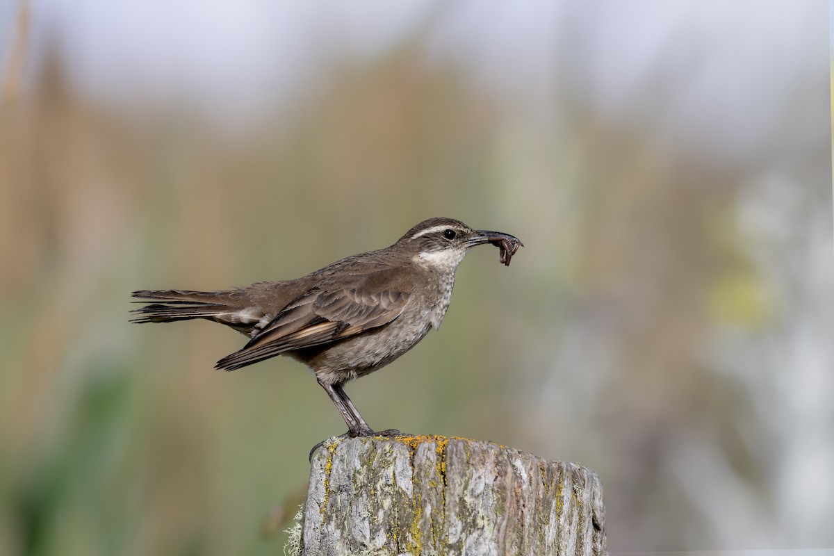 Stout-billed Cinclodes - ML642449256