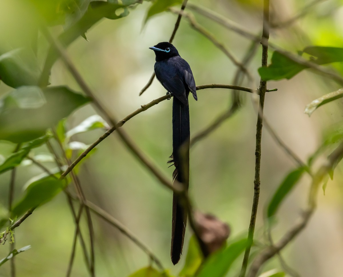 Seychelles Paradise-Flycatcher - ML642449261