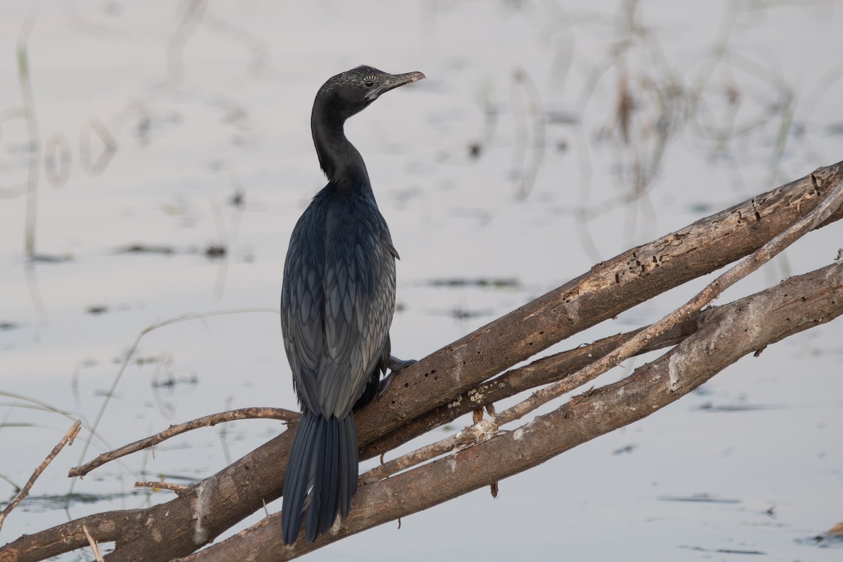 Little Cormorant - ML642449298