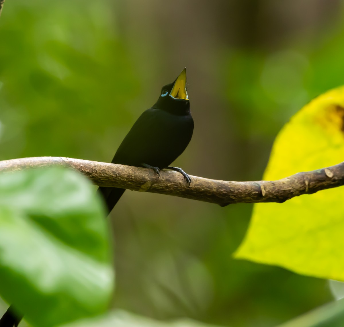 Seychelles Paradise-Flycatcher - ML642449302