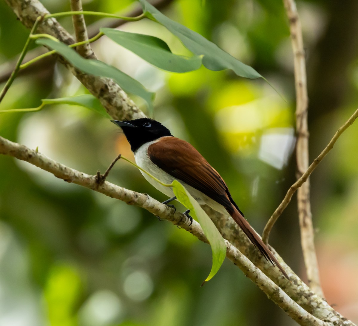 Seychelles Paradise-Flycatcher - ML642449303