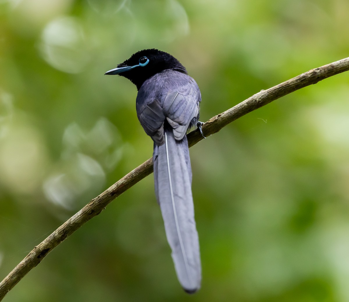 Seychelles Paradise-Flycatcher - ML642449304