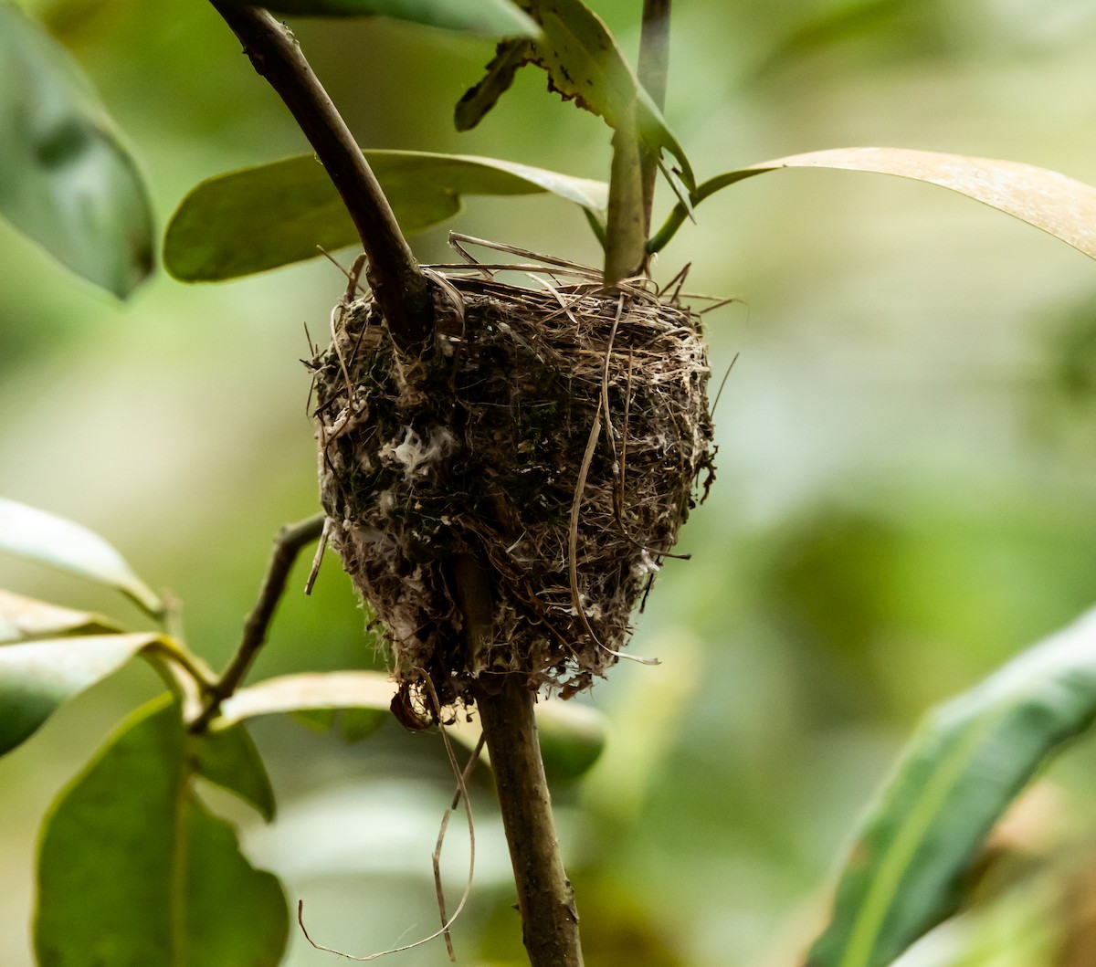 Seychelles Paradise-Flycatcher - ML642449305
