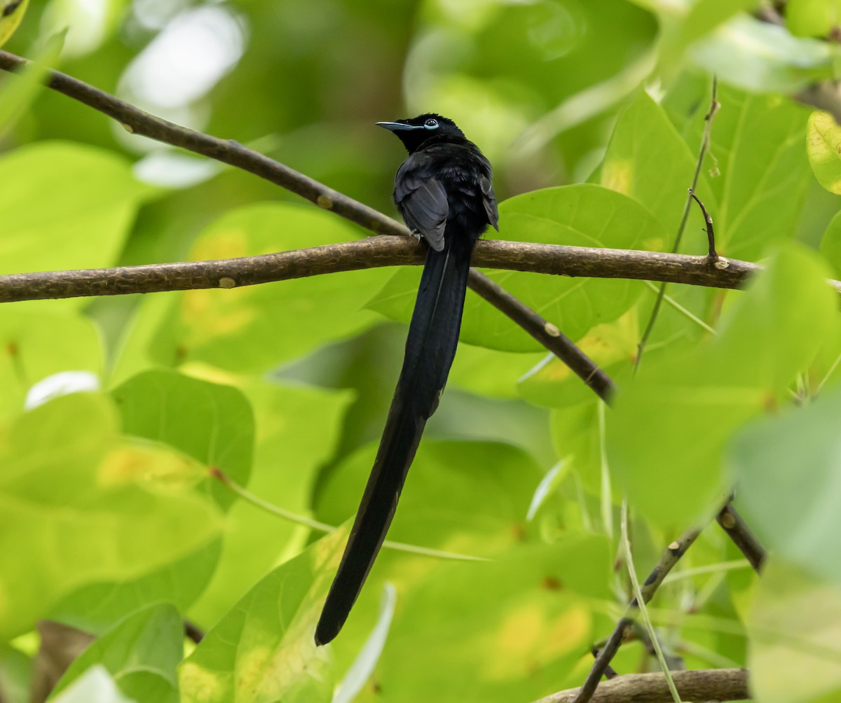 Seychelles Paradise-Flycatcher - ML642449306