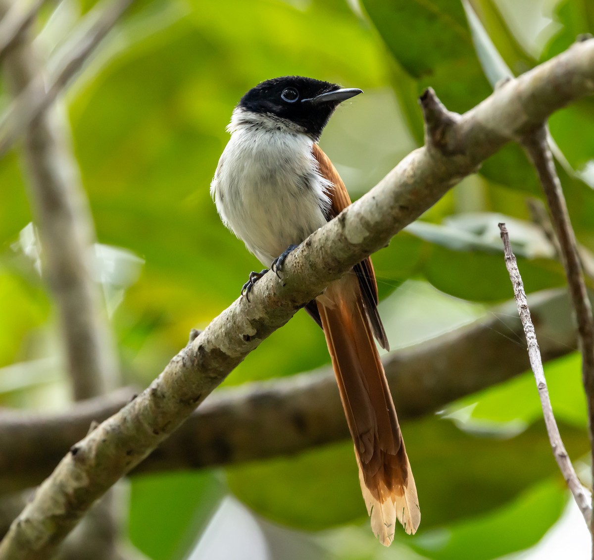 Seychelles Paradise-Flycatcher - ML642449308