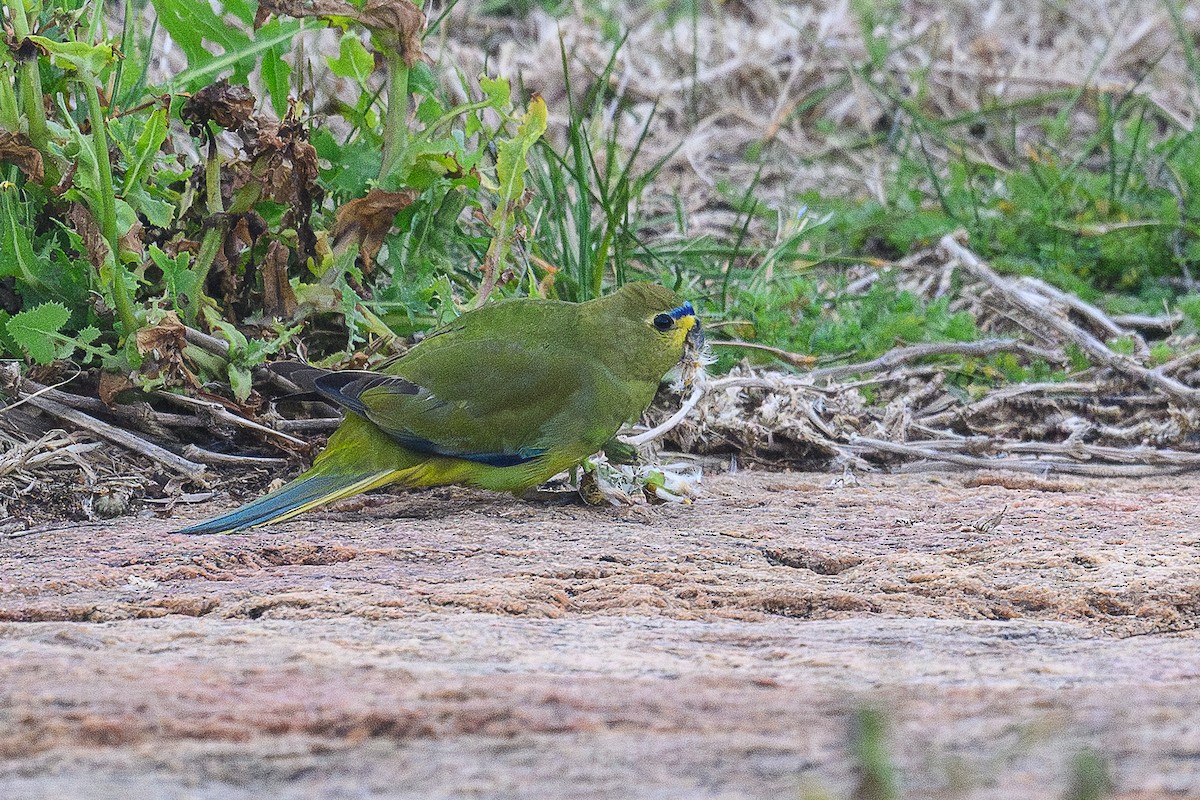 Elegant Parrot - ML642449343
