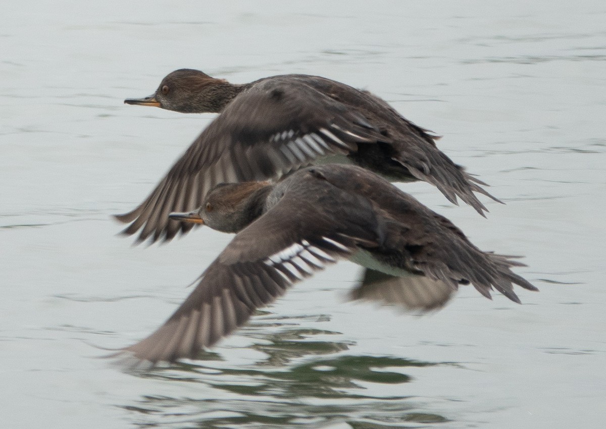 Hooded Merganser - ML642449350
