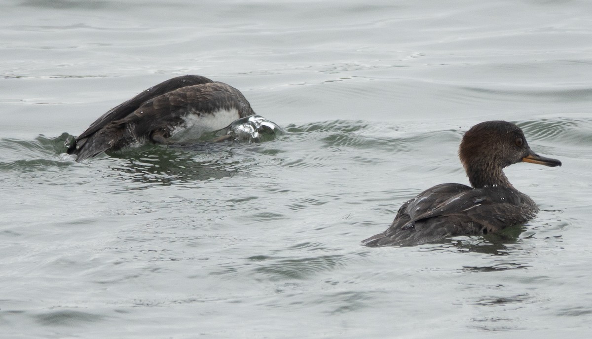 Hooded Merganser - ML642449351