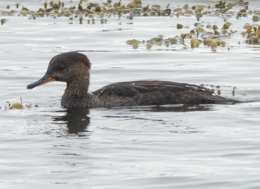 Hooded Merganser - ML642449352