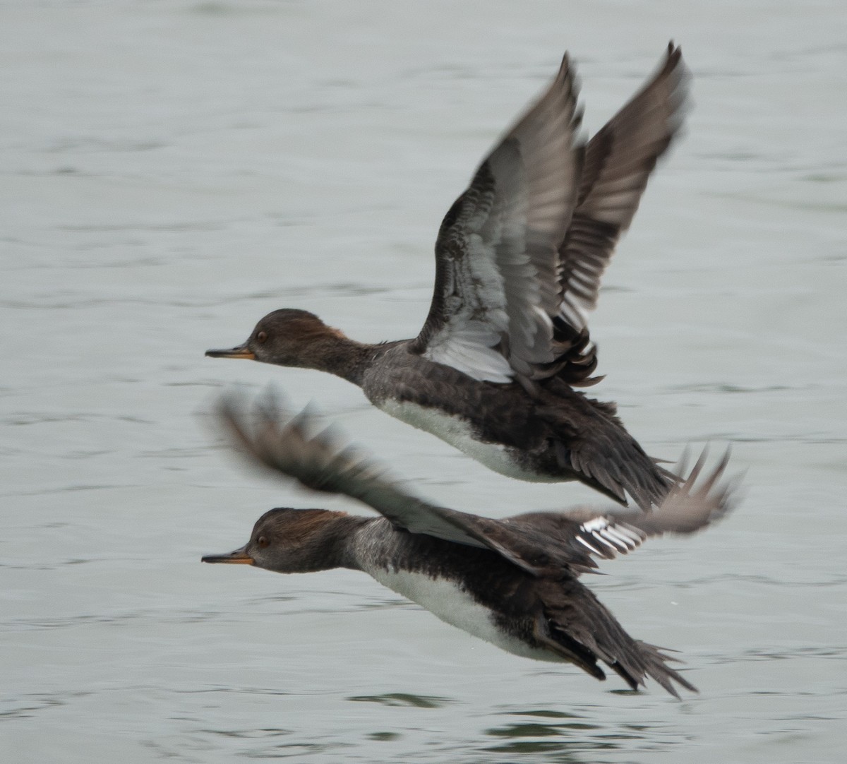 Hooded Merganser - ML642449353