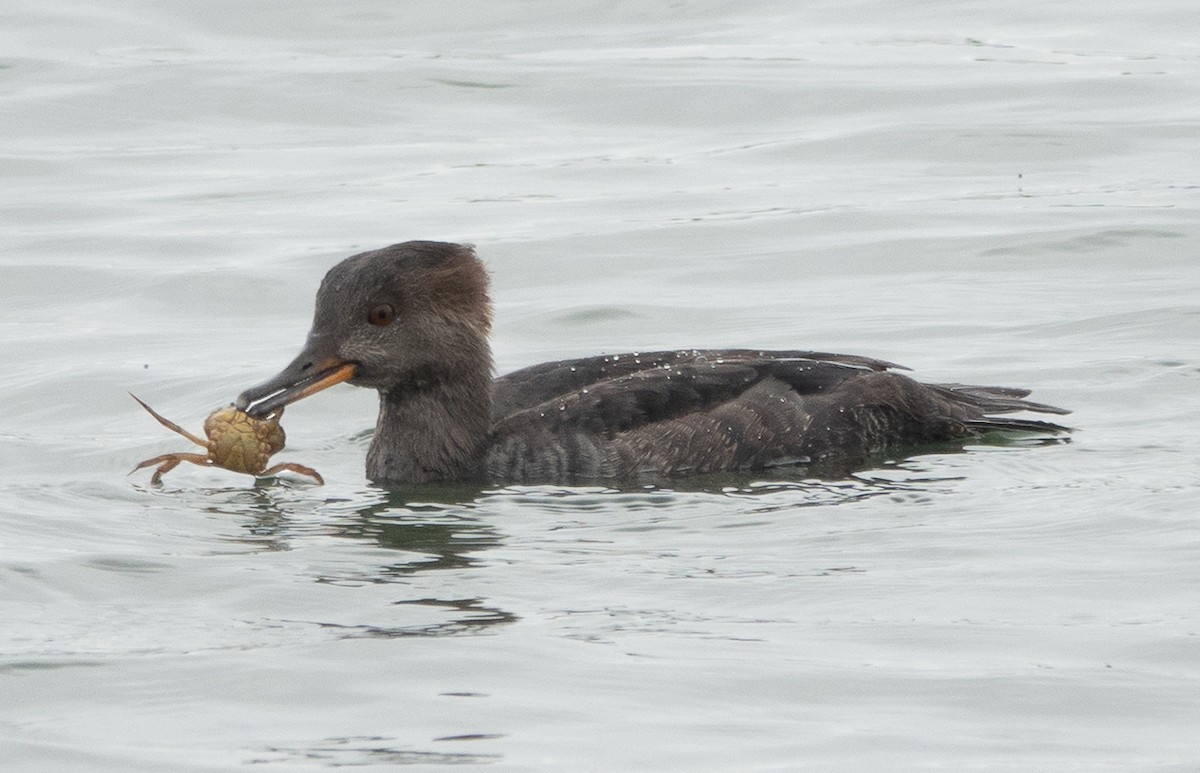 Hooded Merganser - ML642449354