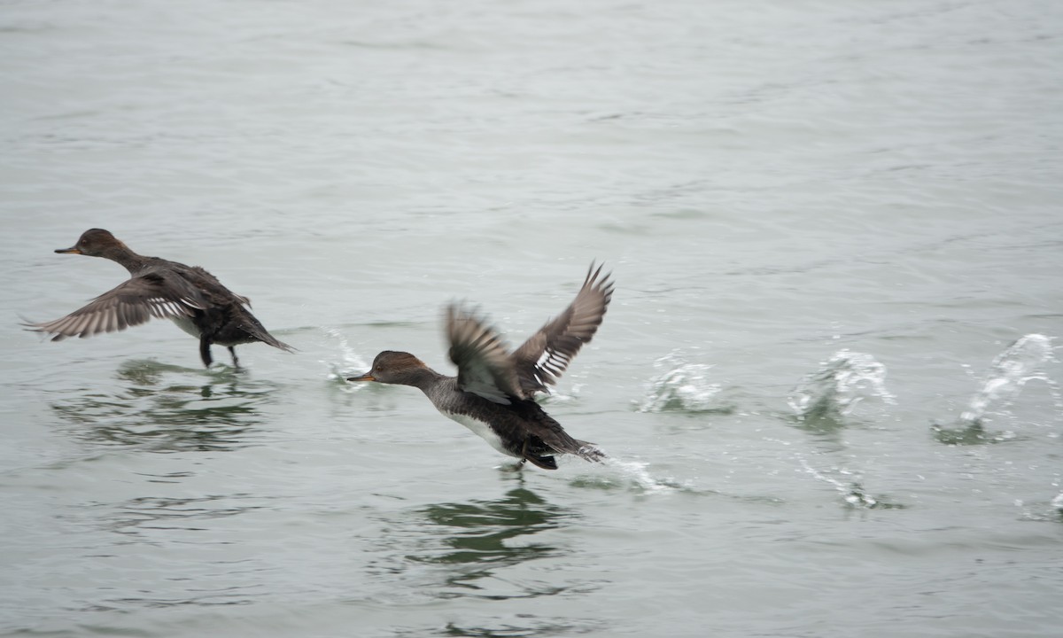 Hooded Merganser - ML642449356