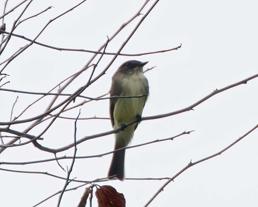 Eastern Phoebe - ML642449401