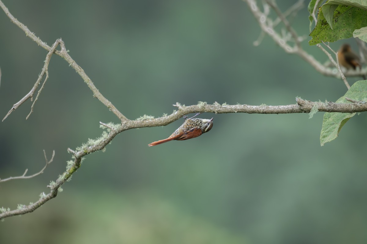 Pearled Treerunner - ML642449402