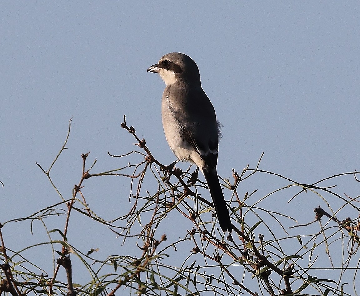 Loggerhead Shrike - ML642449403