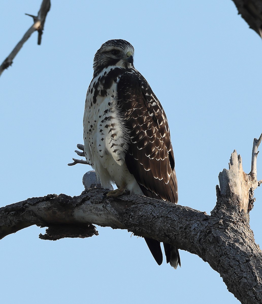 Swainson's Hawk - ML642449416