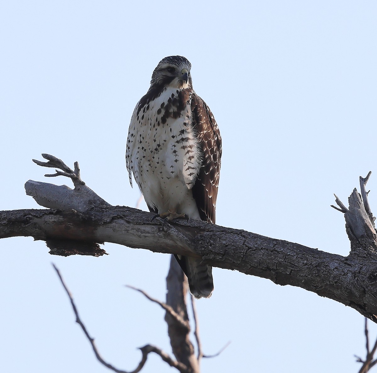 Swainson's Hawk - ML642449417
