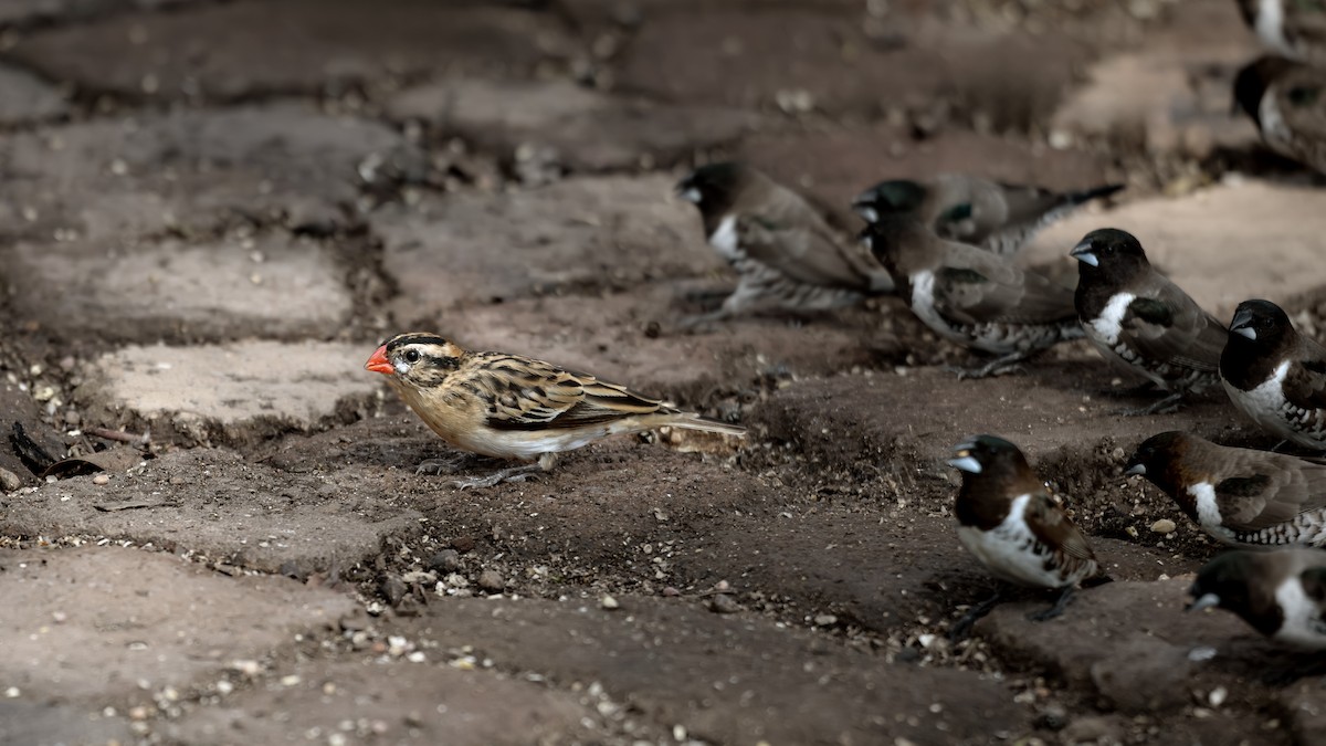 Pin-tailed Whydah - ML642449433
