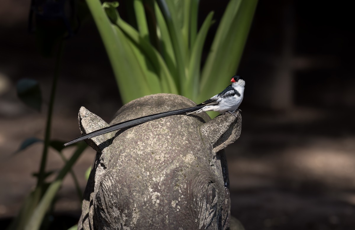 Pin-tailed Whydah - ML642449434