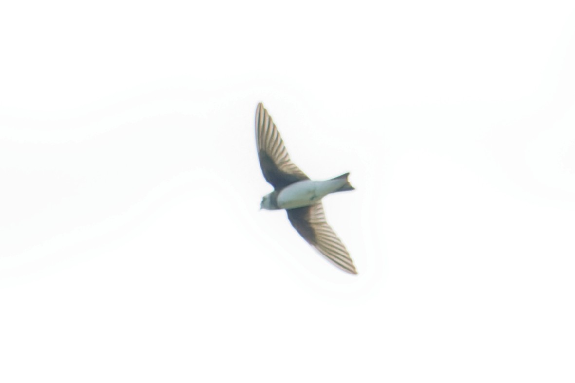 Bank Swallow - ML642449435