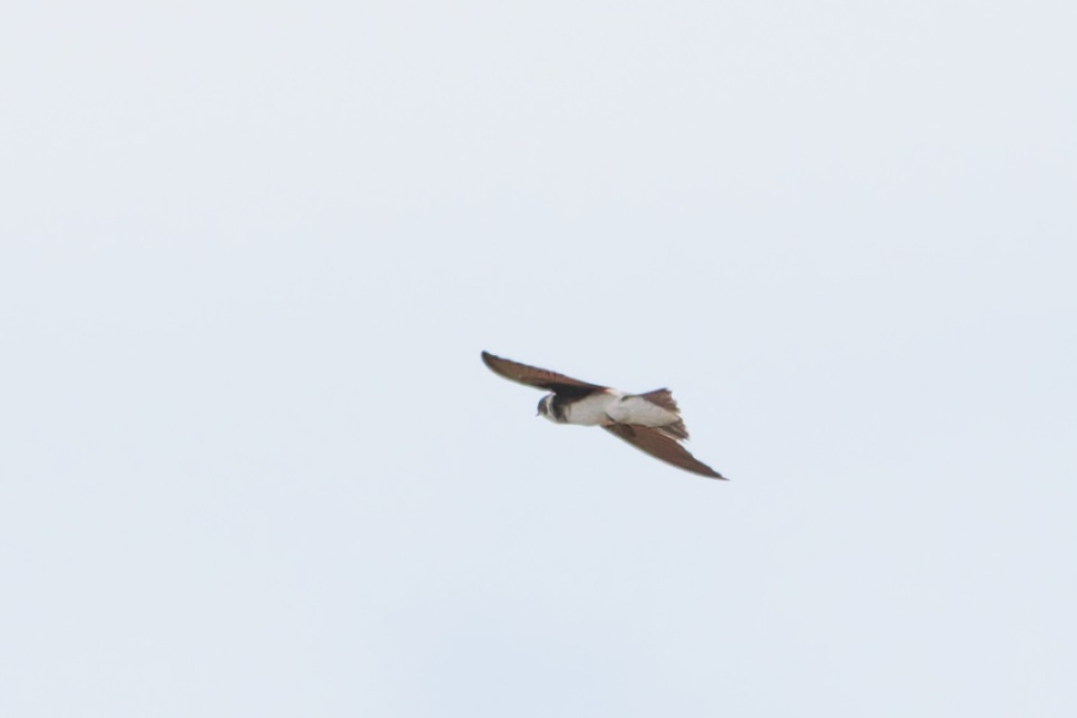Bank Swallow - ML642449436