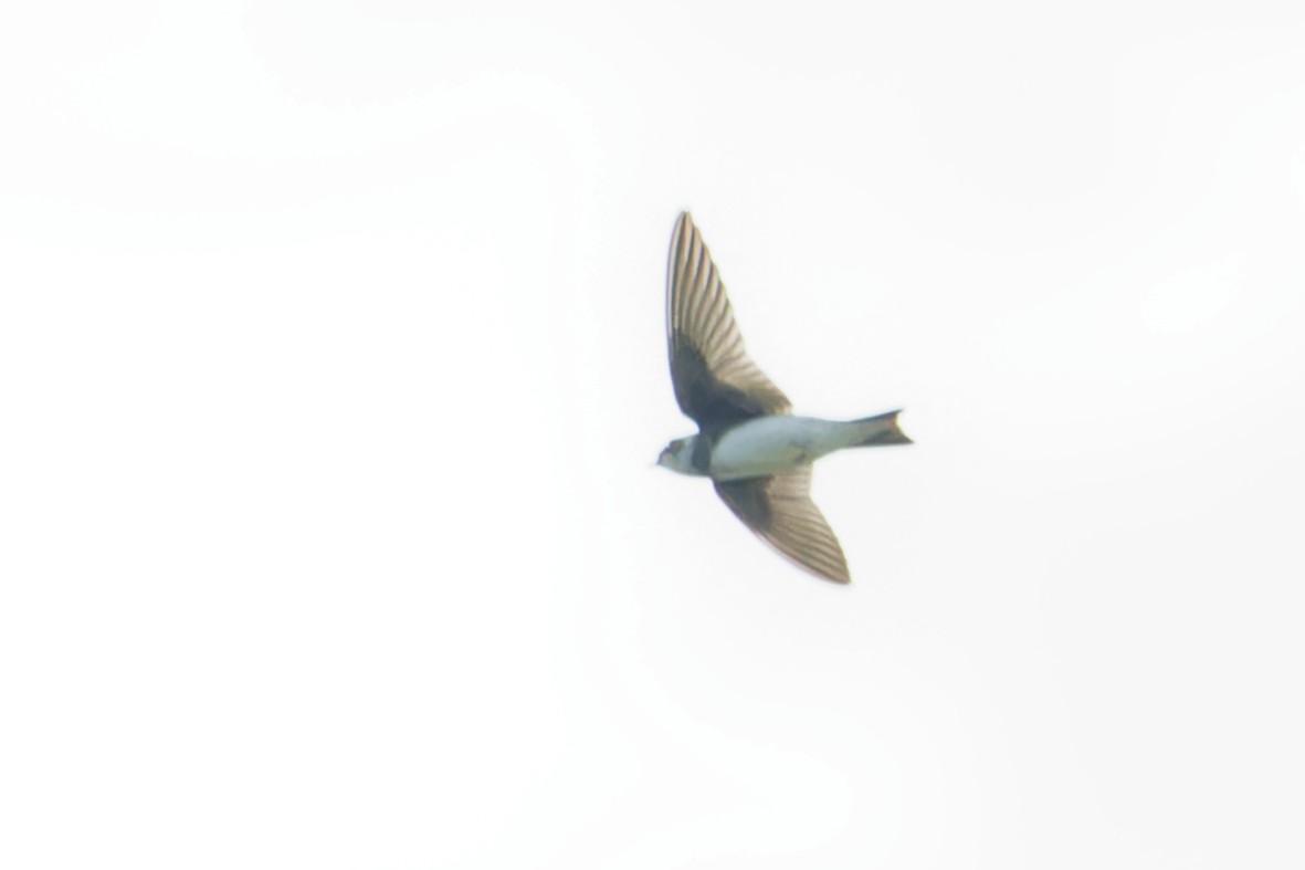 Bank Swallow - ML642449437