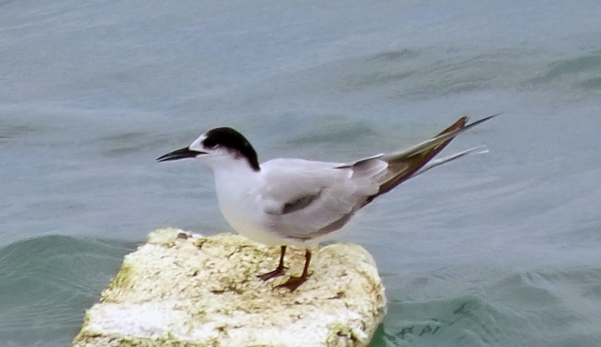 Common Tern - ML642449442