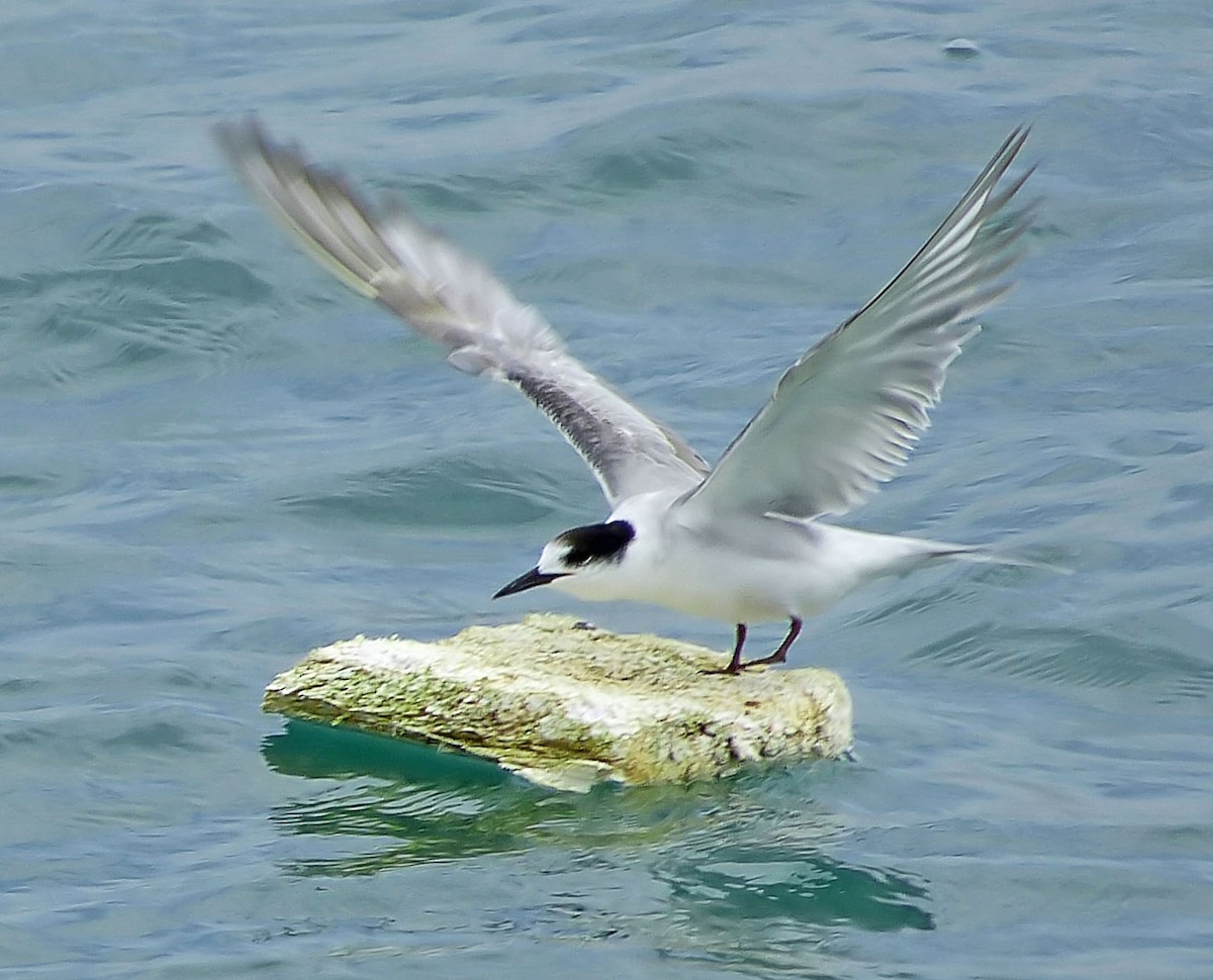 Common Tern - ML642449451
