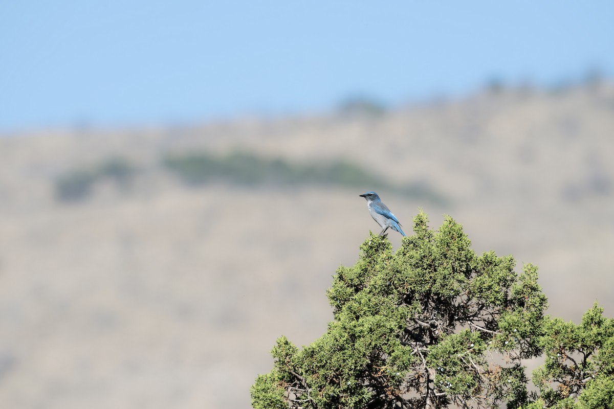 Pinyon Jay - ML642449457