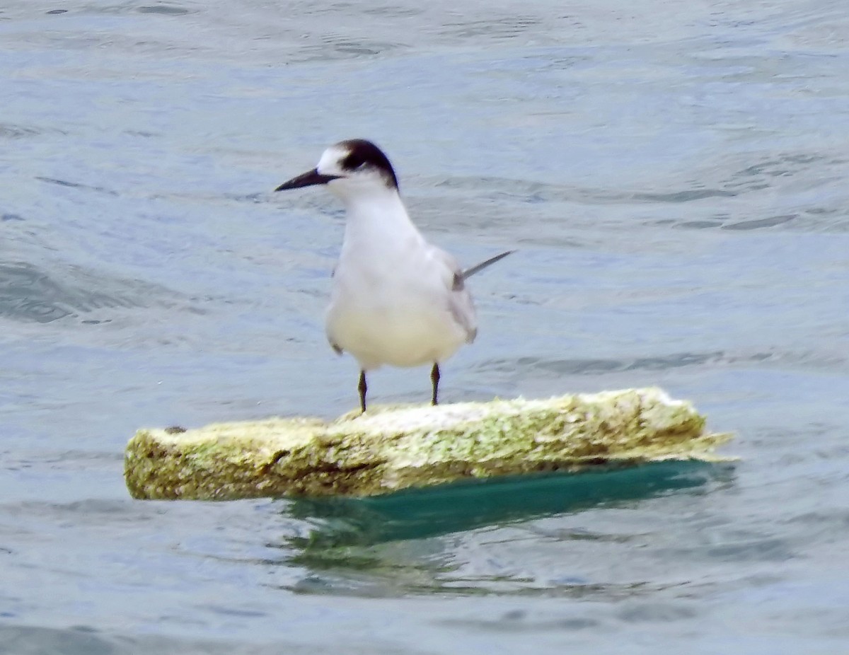Common Tern - ML642449458