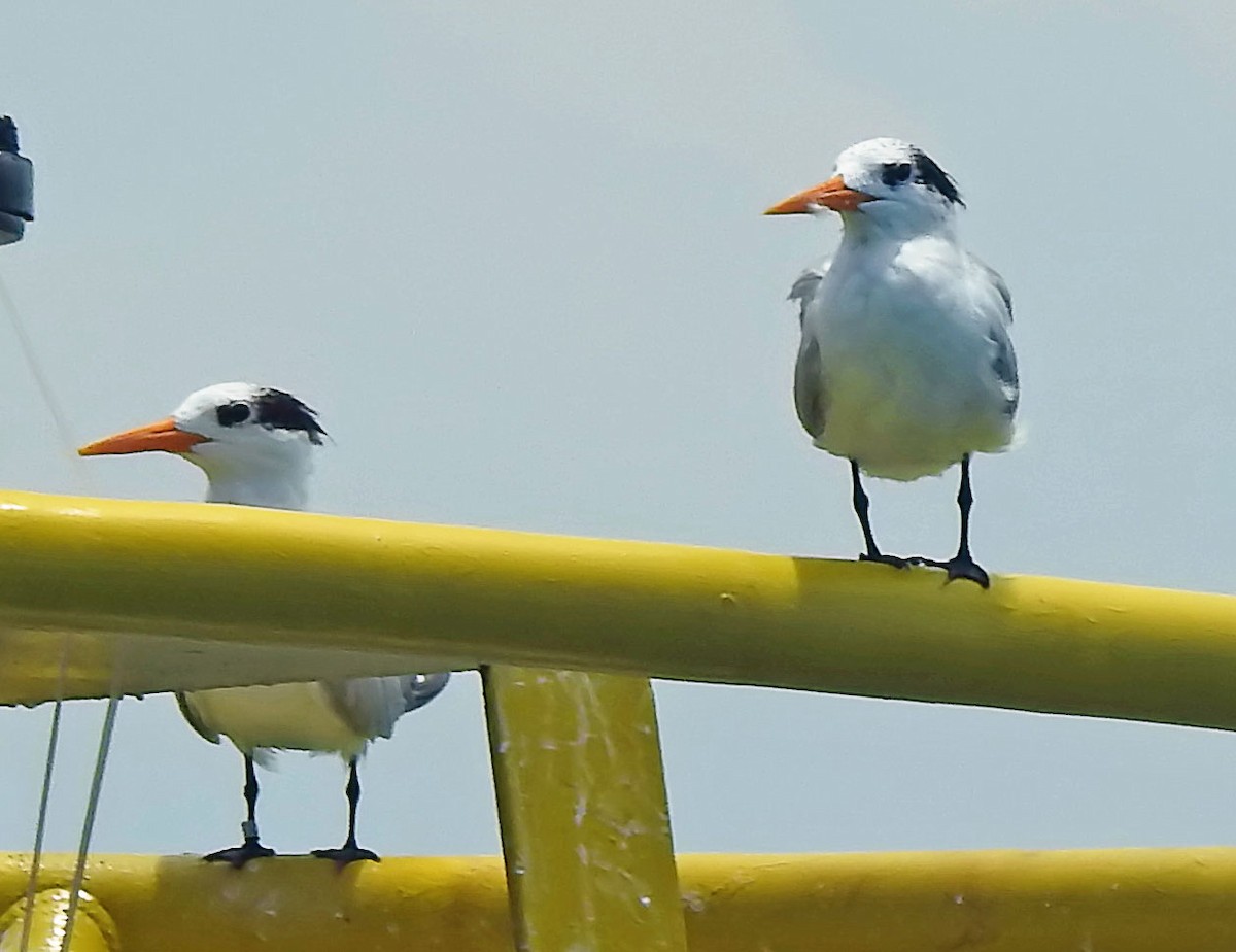 Lesser Crested Tern - ML642449468