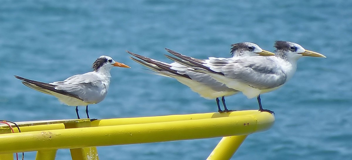 Great Crested Tern - ML642449472