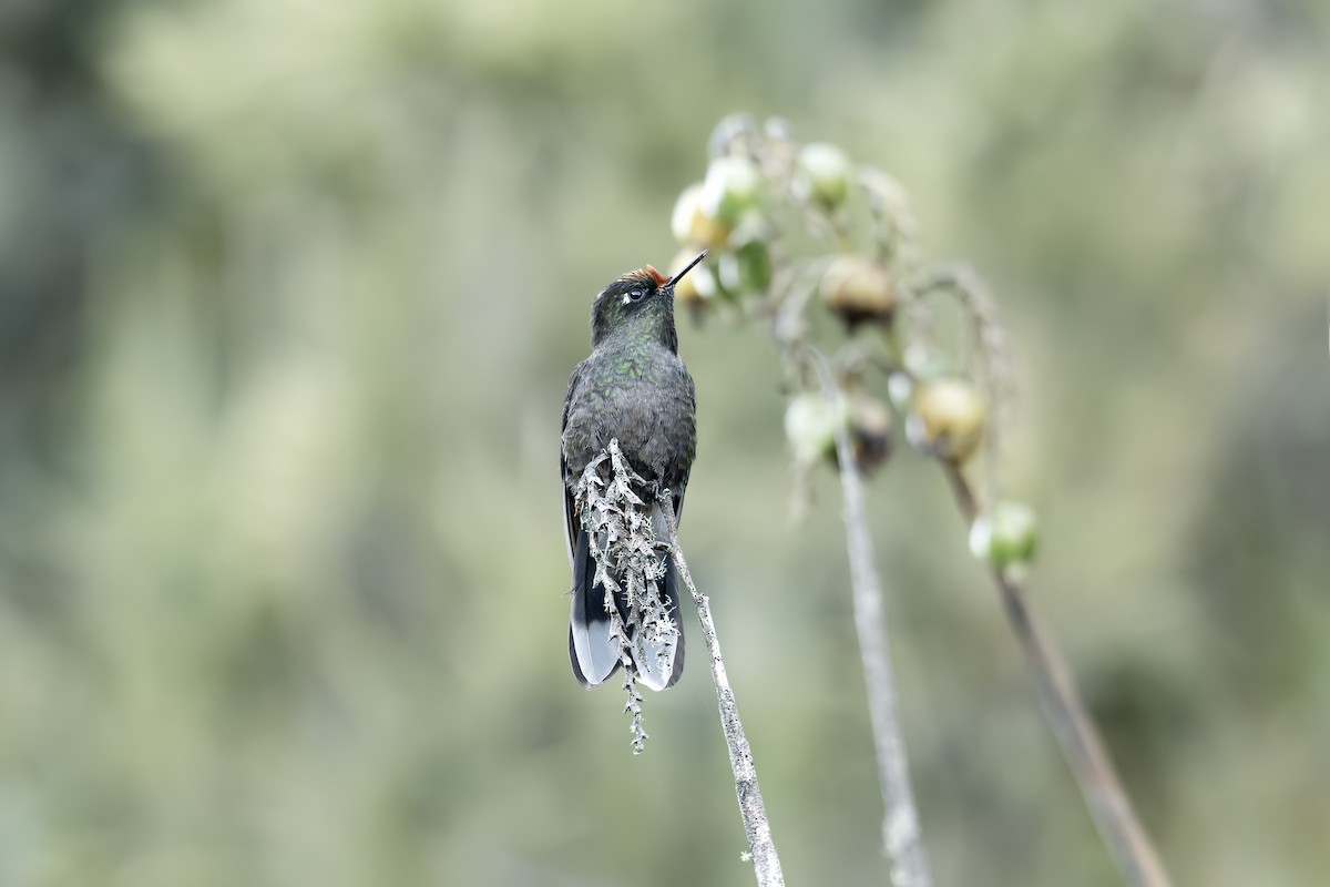 Rainbow-bearded Thornbill - ML642449481