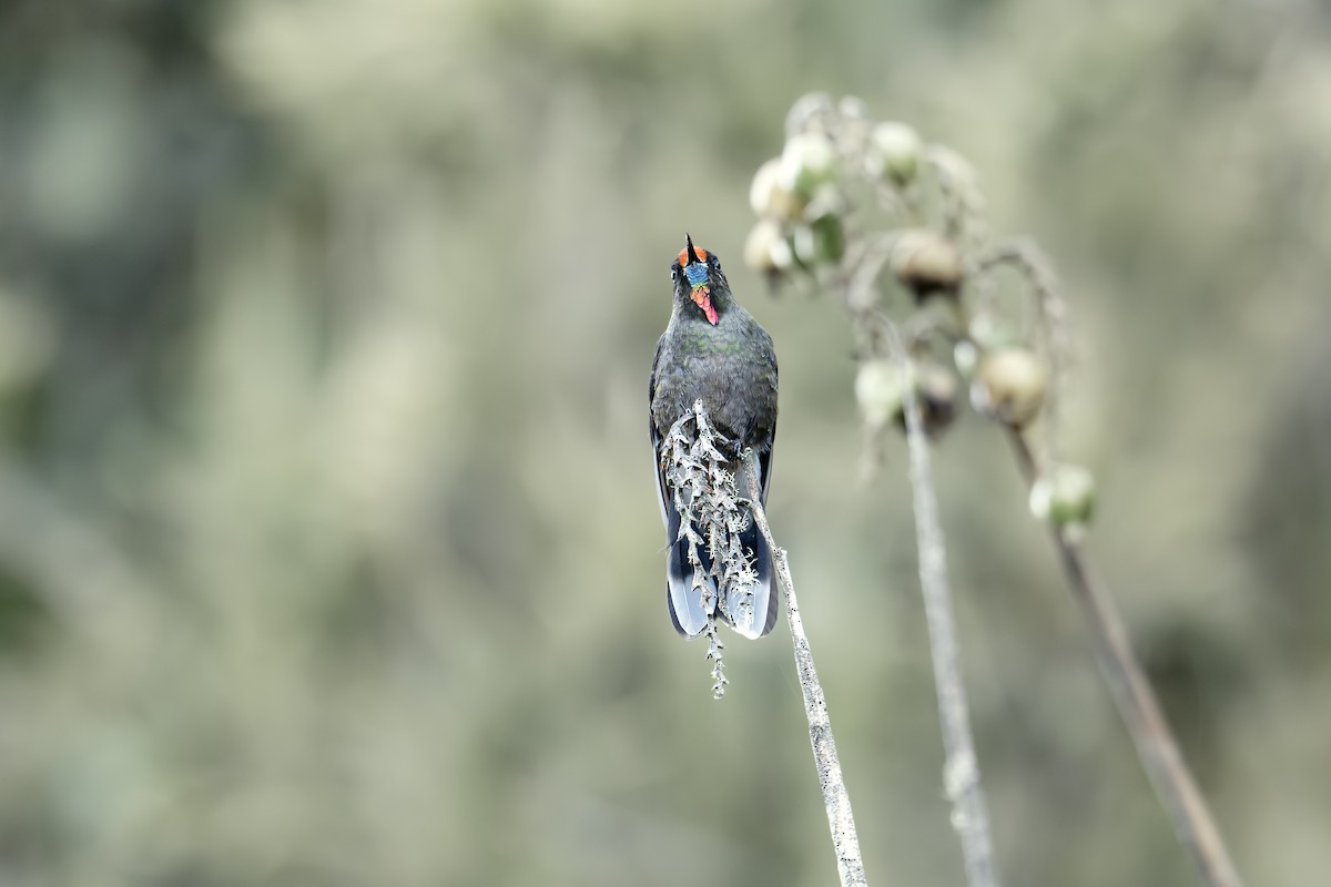 Rainbow-bearded Thornbill - ML642449482