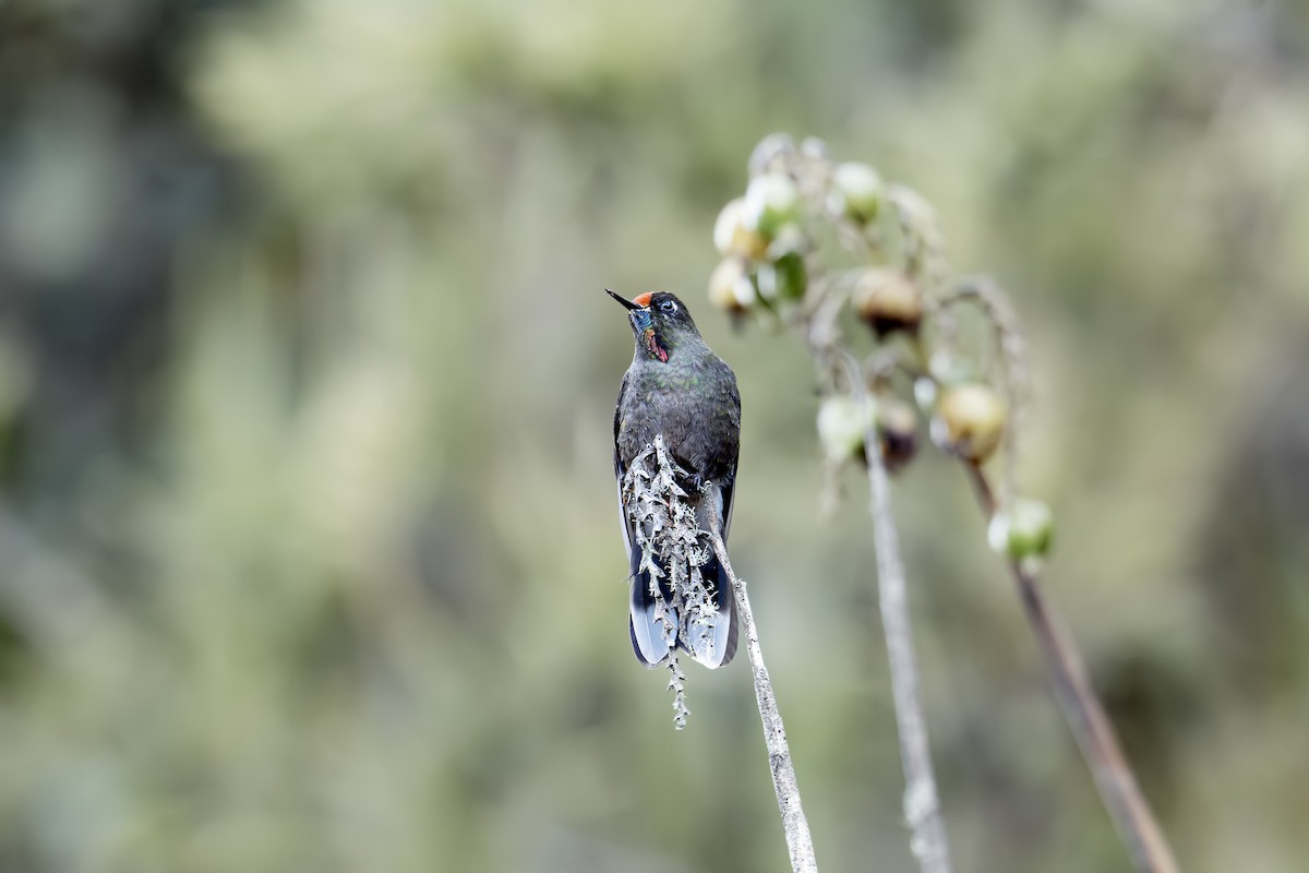 Rainbow-bearded Thornbill - ML642449483
