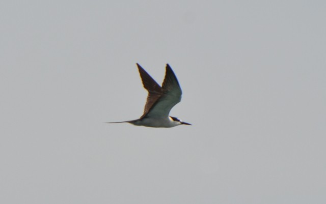 Bridled Tern - ML642449500