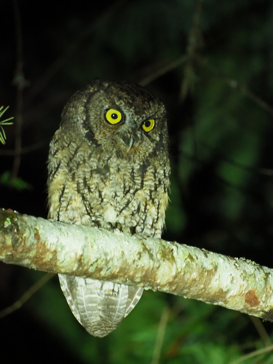 Western Screech-Owl - ML642449503