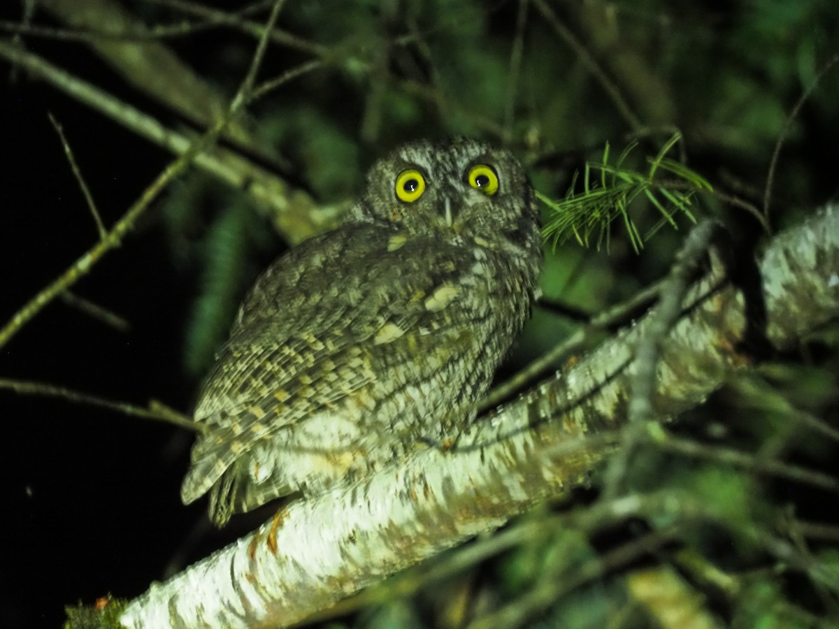 Western Screech-Owl - ML642449504