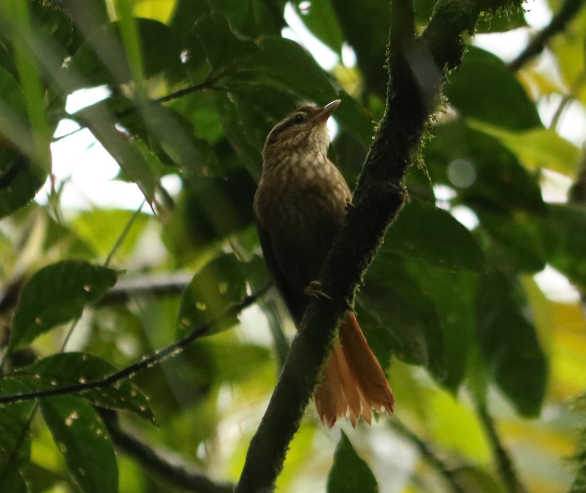White-browed Foliage-gleaner - ML642449523