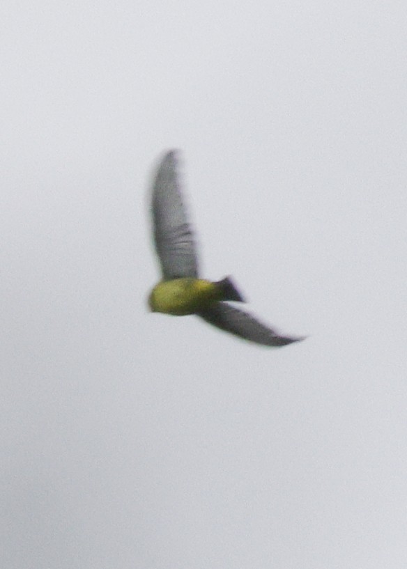 new world warbler sp. - ML642449569