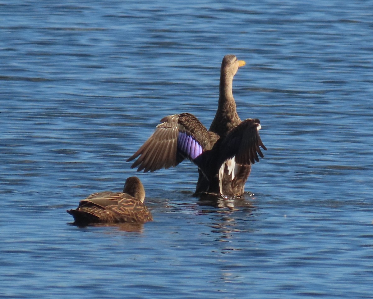 Mallard x Mottled Duck (hybrid) - ML642449574
