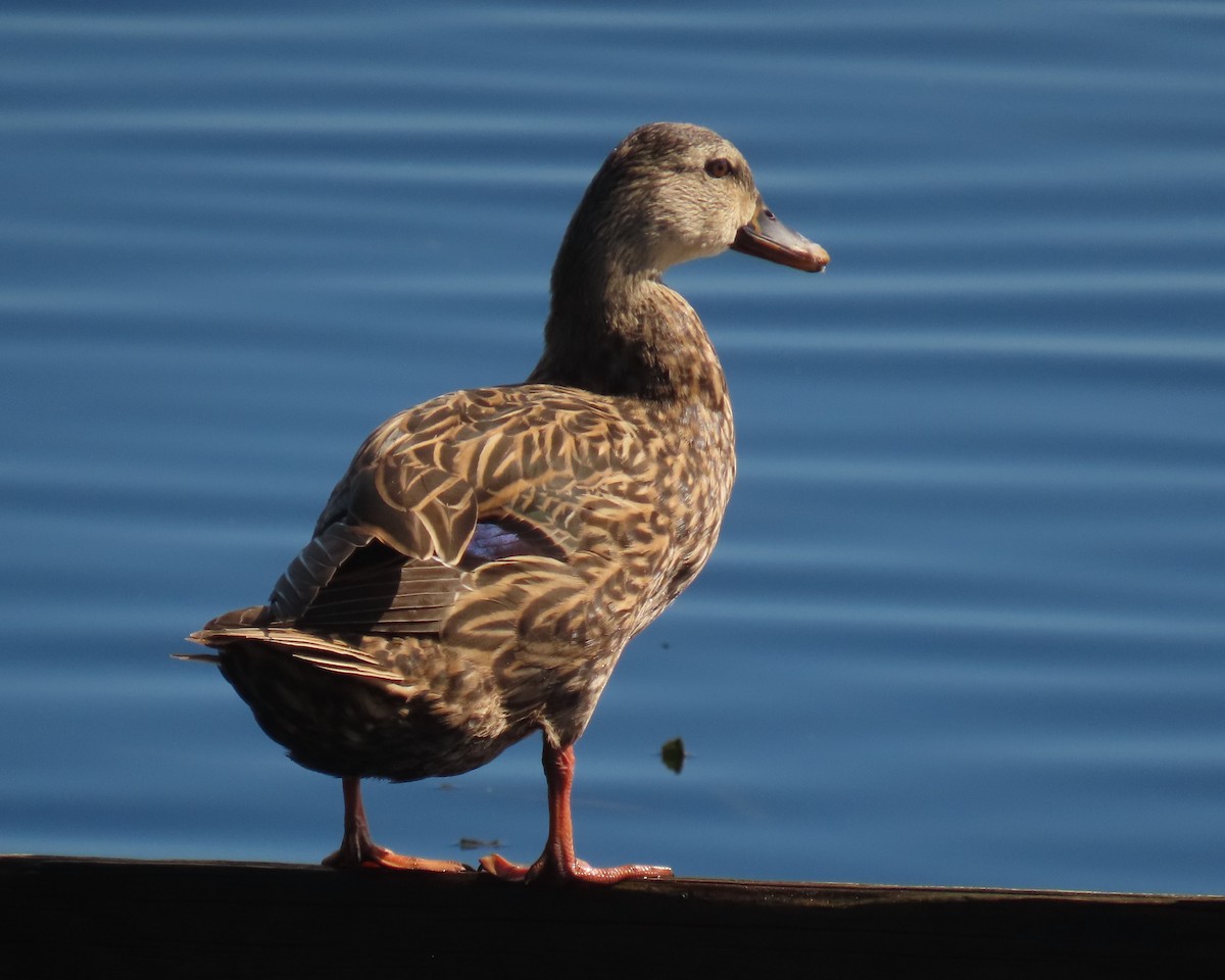 Mallard x Mottled Duck (hybrid) - ML642449575