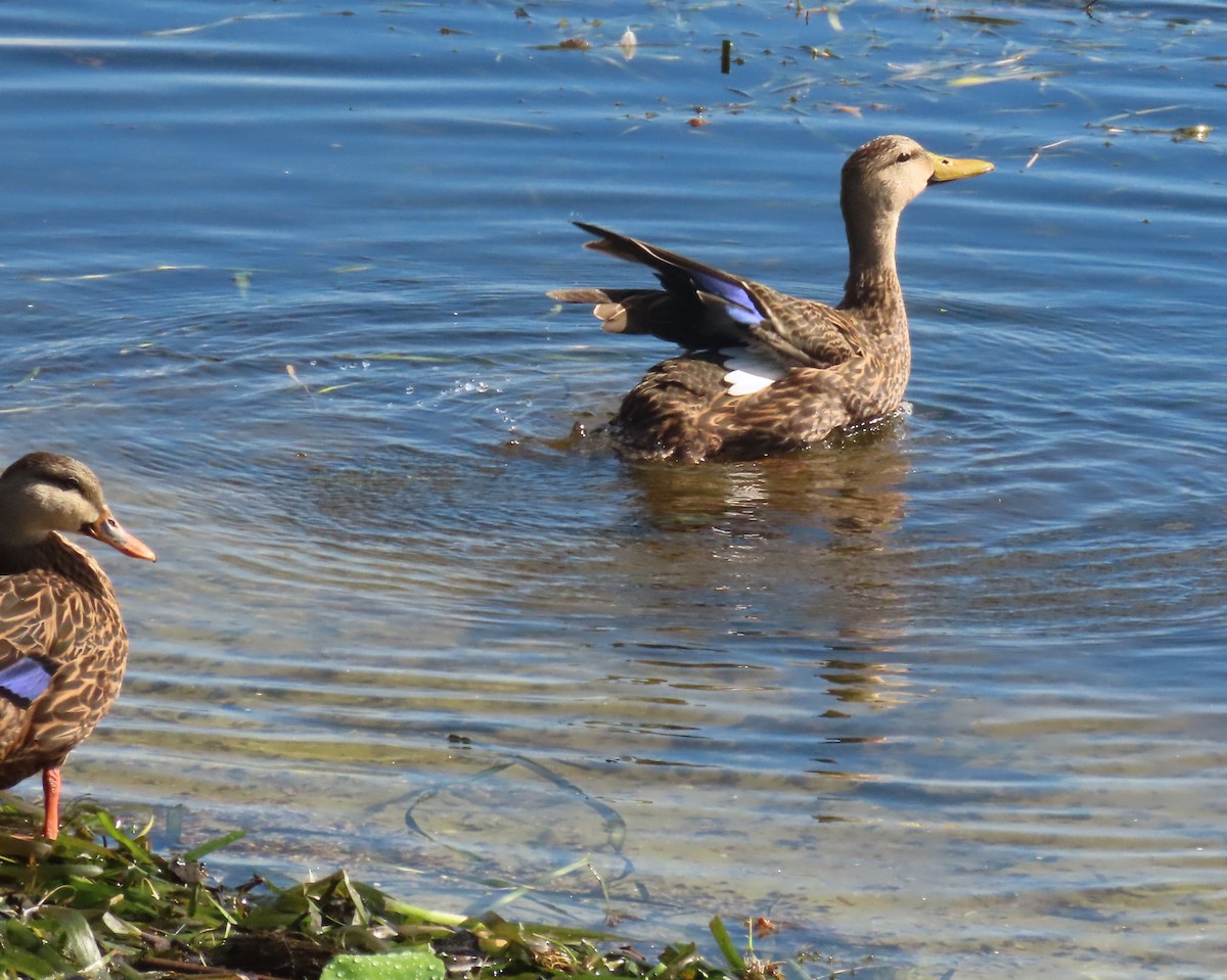 Mallard x Mottled Duck (hybrid) - ML642449576