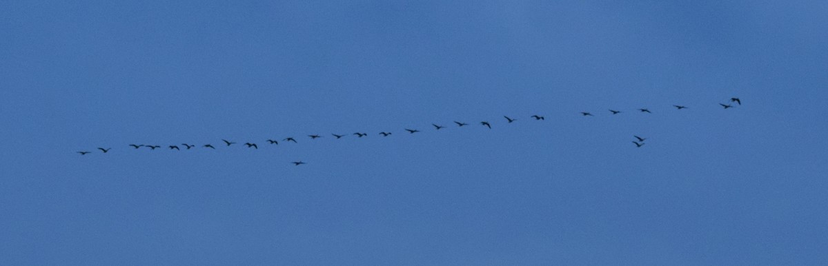 Canada Goose - ML642449577