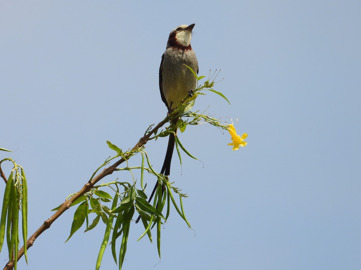 Streamer-tailed Tyrant - ML642449578