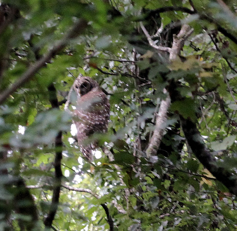 Barred Owl - ML642449579