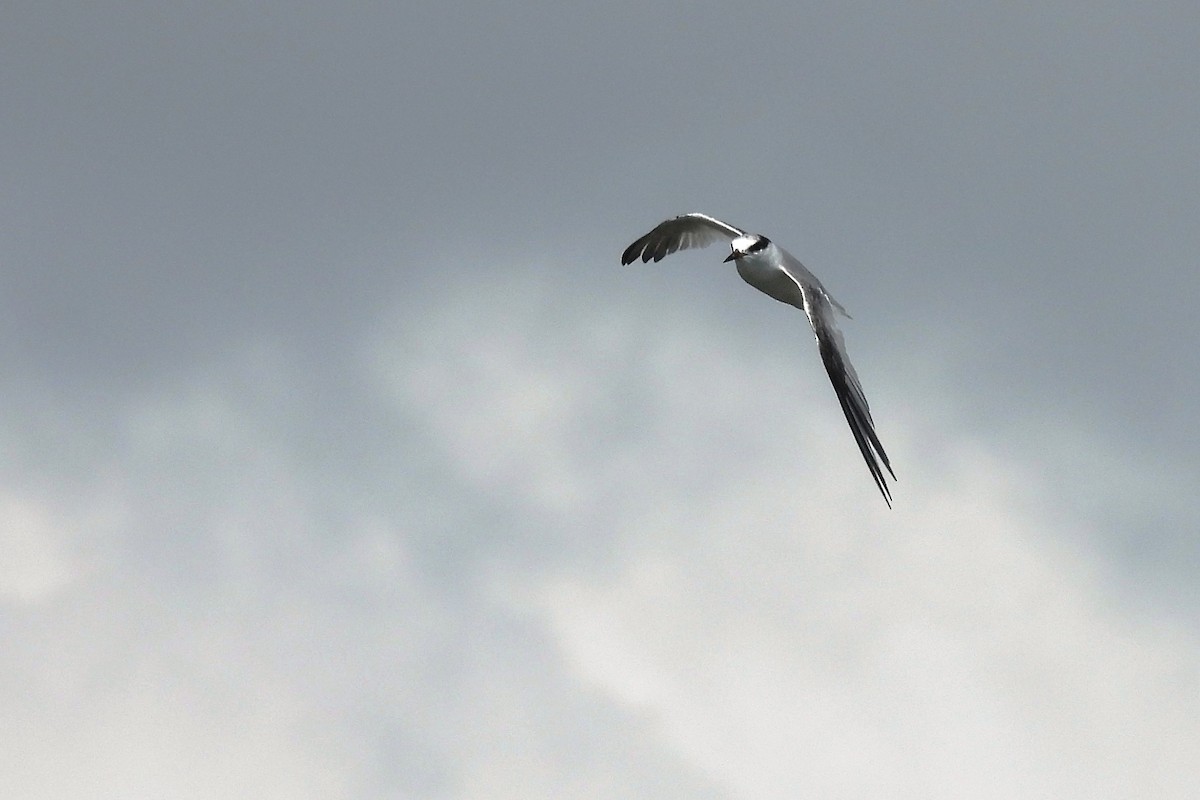 Least Tern - ML642449580