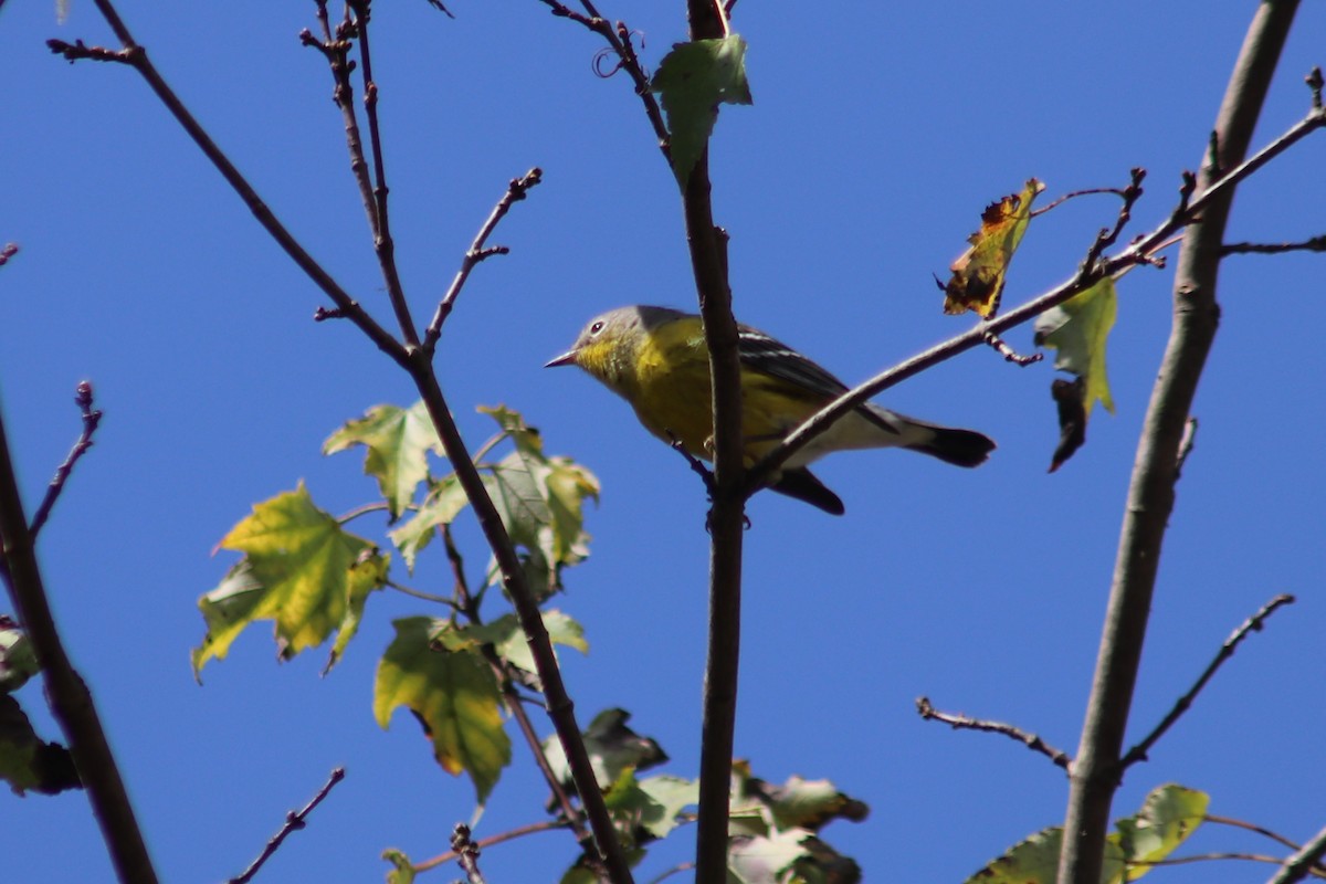 Magnolia Warbler - ML642449581