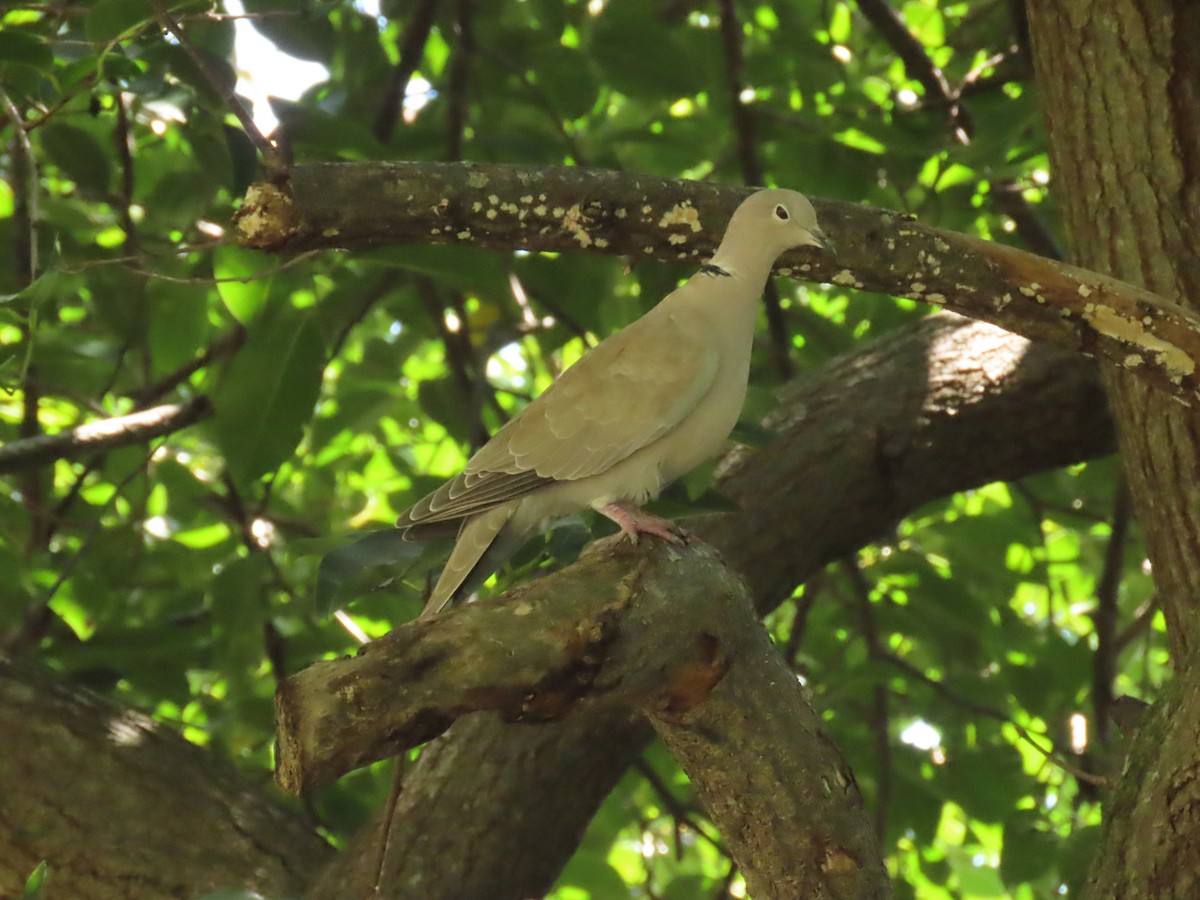 Eurasian Collared-Dove - ML642449583