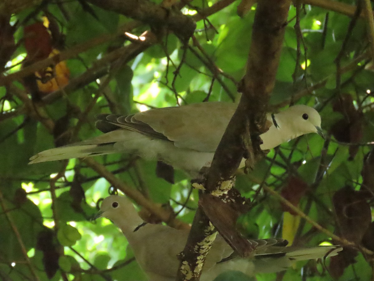 Eurasian Collared-Dove - ML642449584